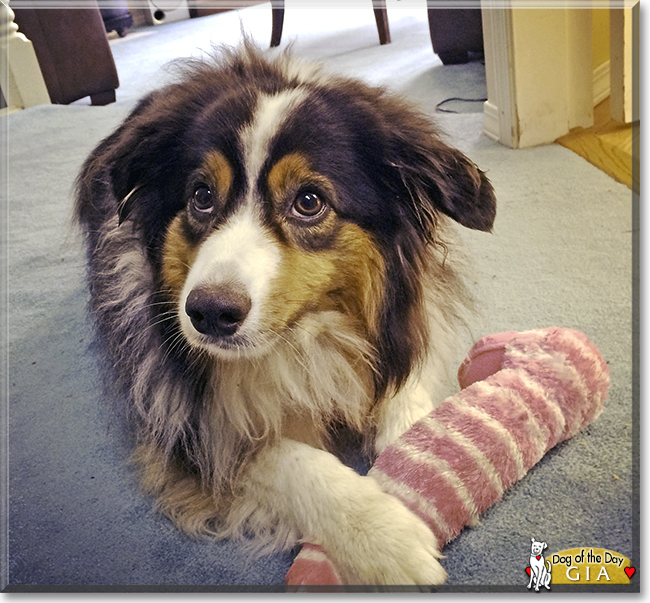 Gia the Australian Shepherd, the Dog of the Day