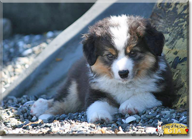 Gia the Australian Shepherd, the Dog of the Day