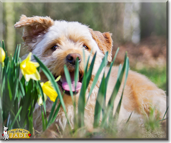 Jade the Dog, the Dog of the Day