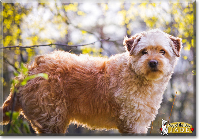 Jade the Dog, the Dog of the Day