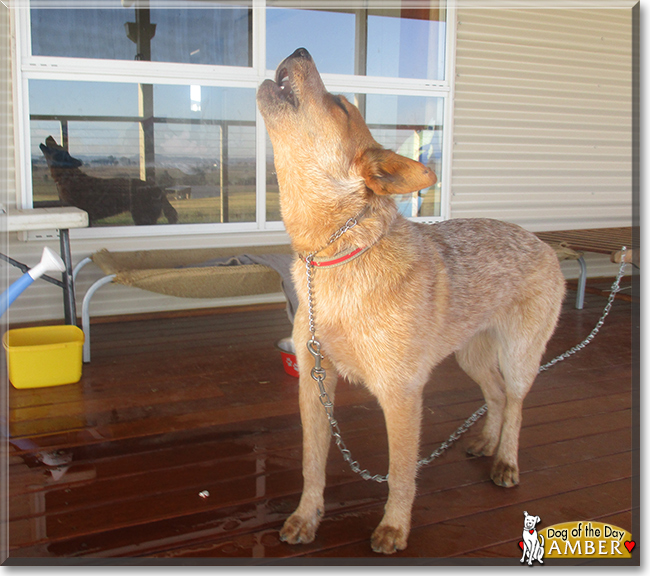 Amber the Australian Cattledog, the Dog of the Day