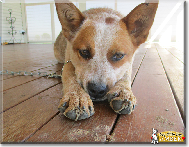 Amber the Australian Cattledog, the Dog of the Day