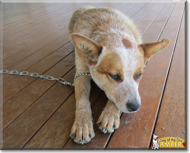 Amber the Australian Cattledog, the Dog of the Day