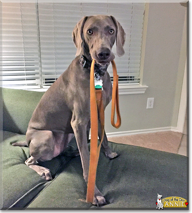 AnnieBelle the Weimaraner, the Dog of the Day