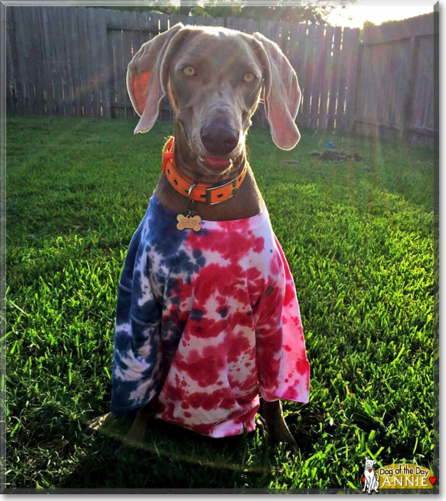 AnnieBelle the Weimaraner, the Dog of the Day