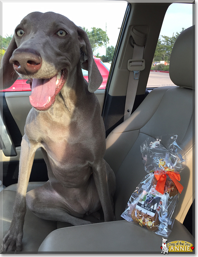 AnnieBelle the Weimaraner, the Dog of the Day