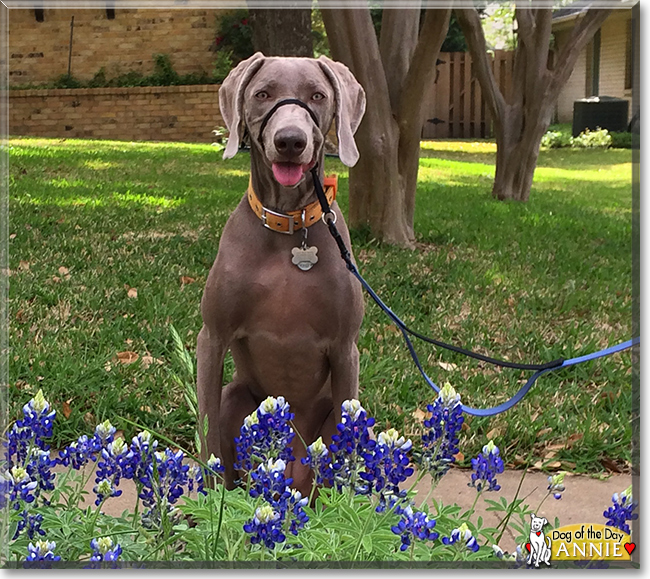 AnnieBelle the Weimaraner, the Dog of the Day