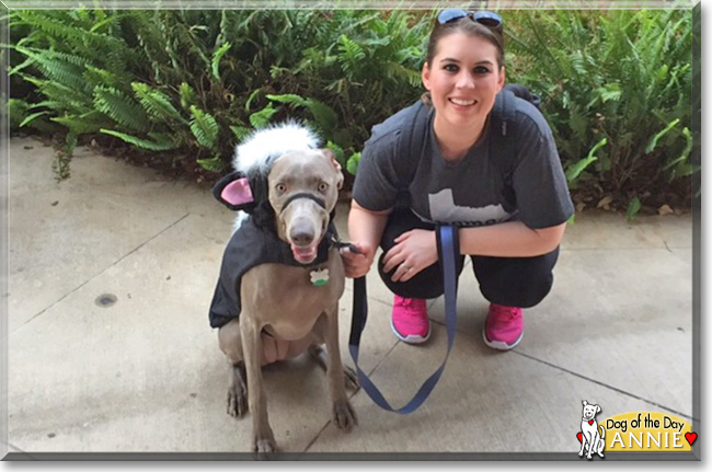 AnnieBelle the Weimaraner, the Dog of the Day