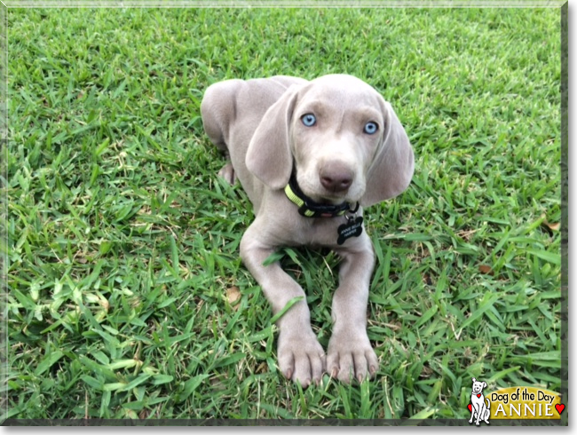 AnnieBelle the Weimaraner, the Dog of the Day