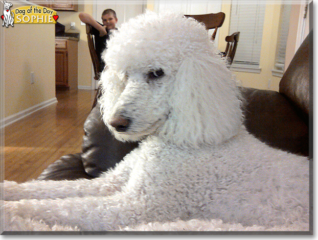 Sophie the Standard Poodle, the Dog of the Day