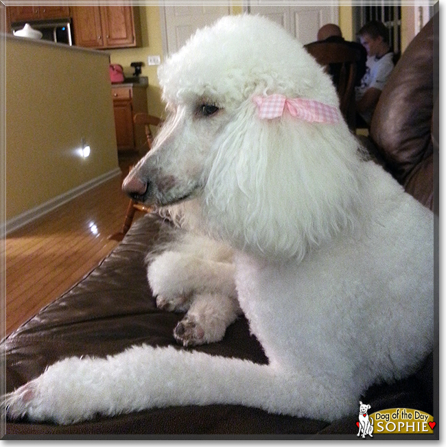 Sophie the Standard Poodle, the Dog of the Day