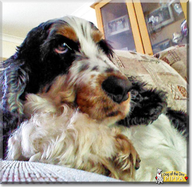 Pippa the Cocker Spaniel, the Dog of the Day