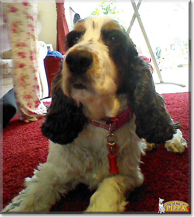 Pippa the Cocker Spaniel, the Dog of the Day