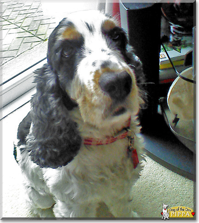 Pippa the Cocker Spaniel, the Dog of the Day