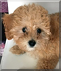 Dustin the Bichon Frise/Poodle mix