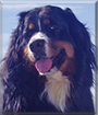 Ali the Bernese Mountain Dog