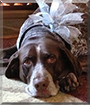 Dozer the German Shorthaired Pointer