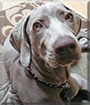 Benny the Weimaraner