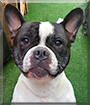 Spike the French Bulldog, Staffordshire Bull Terrier