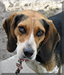 Mina the Beagle, Blue Tick Coonhound Mix