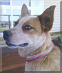 Amber the Australian Cattledog