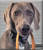 AnnieBelle the Weimaraner