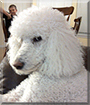 Sophie the Standard Poodle