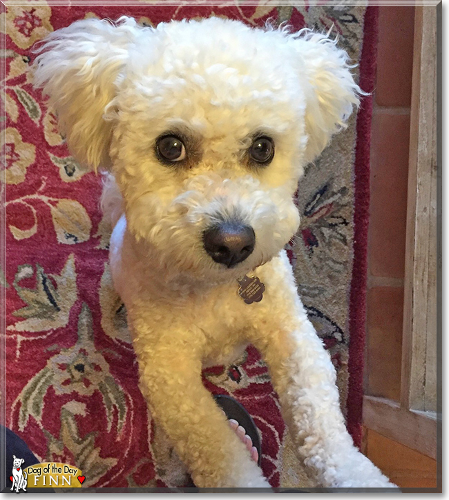 Finn the Bichon Frise, the Dog of the Day