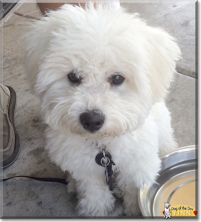 Finn the Bichon Frise, the Dog of the Day