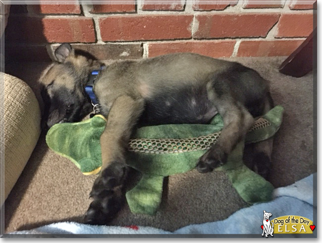 Elsa the German Shepherd/Belgian Malinois, the Dog of the Day