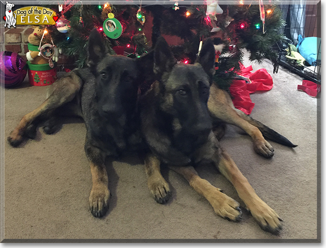 Elsa the German Shepherd/Belgian Malinois, the Dog of the Day