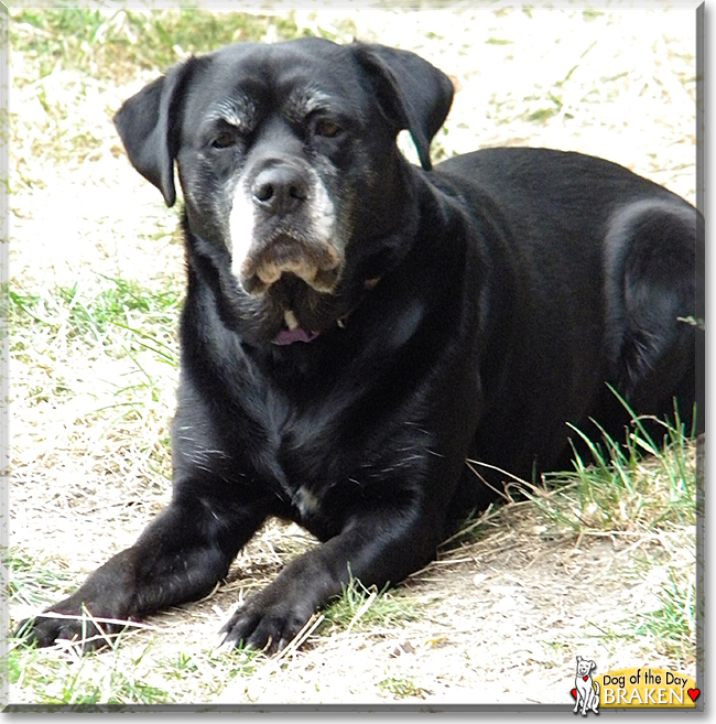 Braken the Boxer, Labrador Retriever cross, the Dog of the Day