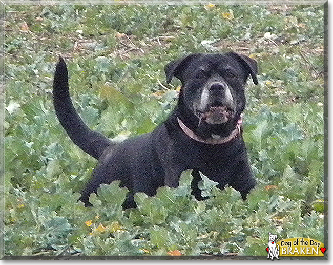 Braken the Boxer, Labrador Retriever cross, the Dog of the Day