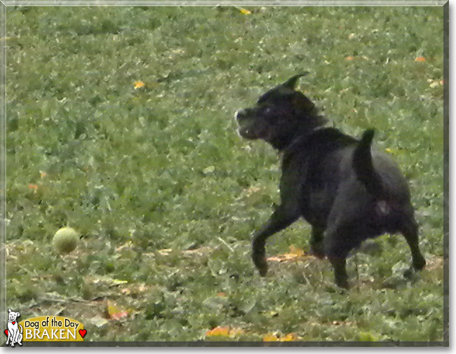 Braken the Boxer, Labrador Retriever cross, the Dog of the Day