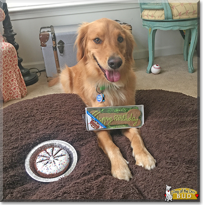 Bud the Golden Retriever, the Dog of the Day