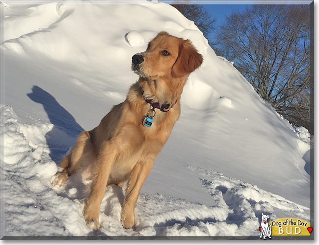 Bud the Golden Retriever, the Dog of the Day