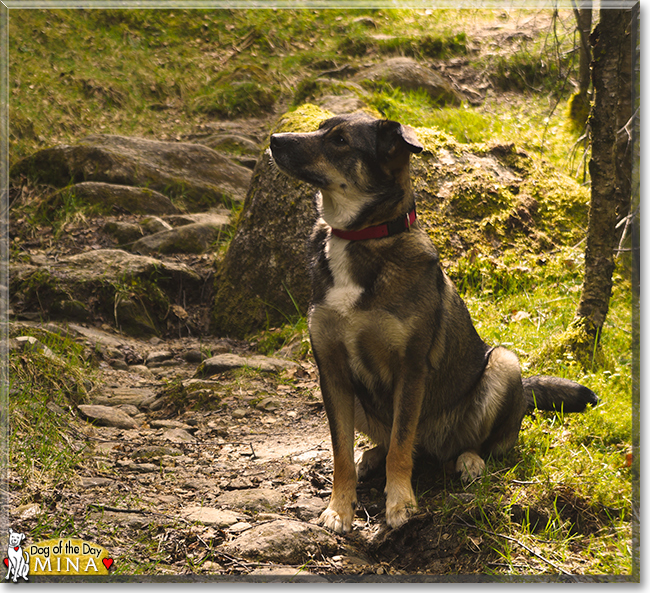 Mina the Dog, the Dog of the Day