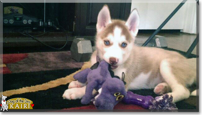 Kairi the Siberian Husky, the Dog of the Day