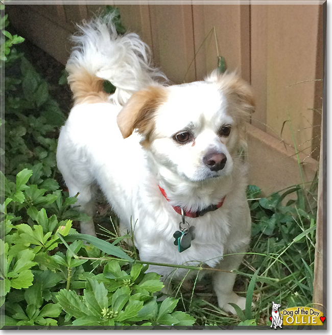 Ollie the Cavalier King Charles Spaniel/Bichon Frise, the Dog of the Day