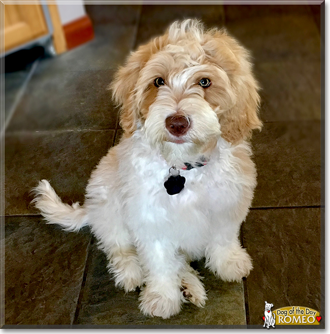 Romeo the Poodle/Retriever mix, the Dog of the Day