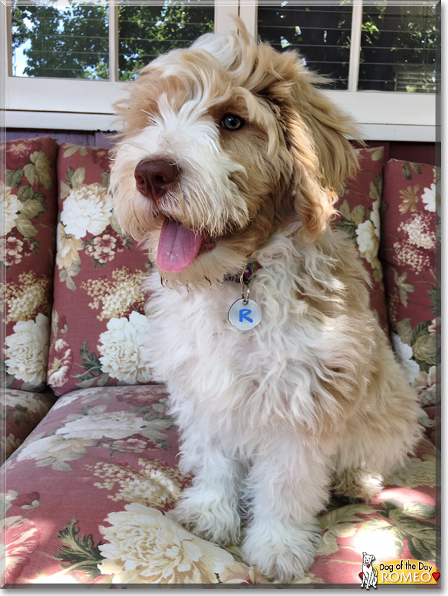 Romeo the Poodle/Retriever mix, the Dog of the Day