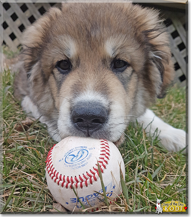 Kodi the Husky, Alaskan Malamute mix, the Dog of the Day