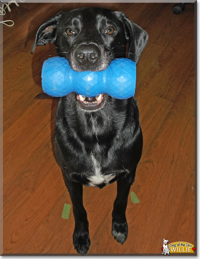 Willie the Labrador Retriever, German Shepherd, the Dog of the Day