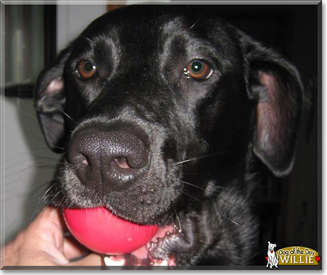 Willie the Labrador Retriever, German Shepherd, the Dog of the Day