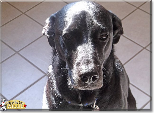 Willie the Labrador Retriever, German Shepherd, the Dog of the Day