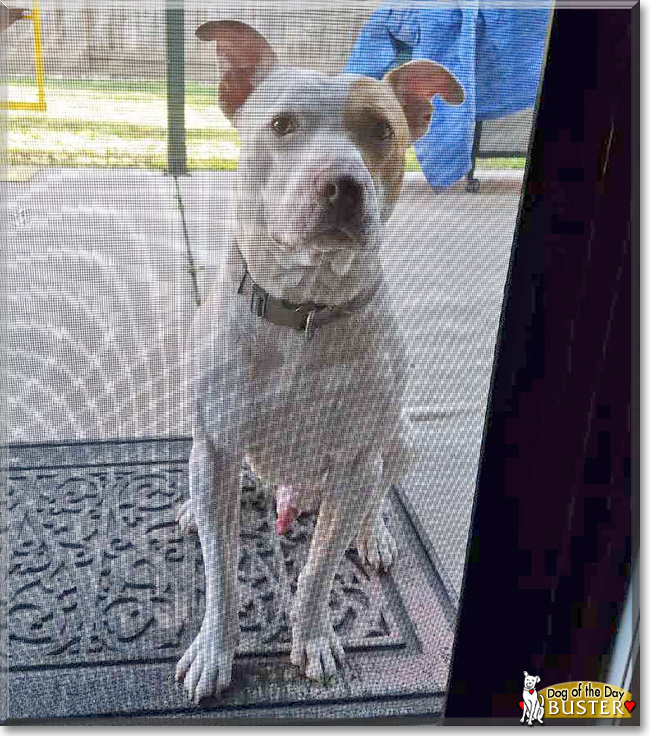 Buster the American Pitbull Terrier, the Dog of the Day