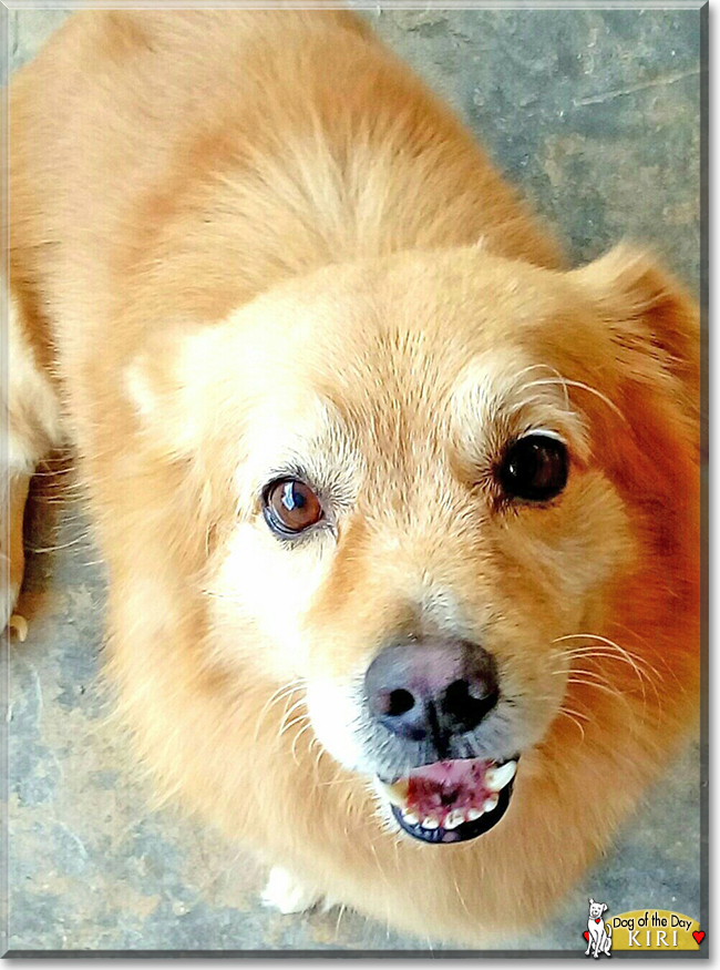 Kiri the Pomeranian/Pekinese mix, the Dog of the Day