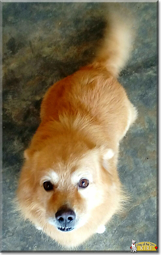 Kiri the Pomeranian/Pekinese mix, the Dog of the Day