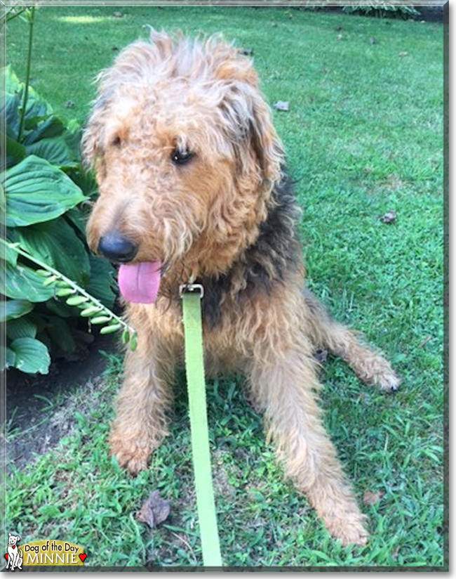 Minnie the Airedale Terrier, the Dog of the Day