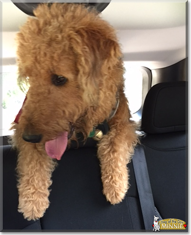 Minnie the Airedale Terrier, the Dog of the Day